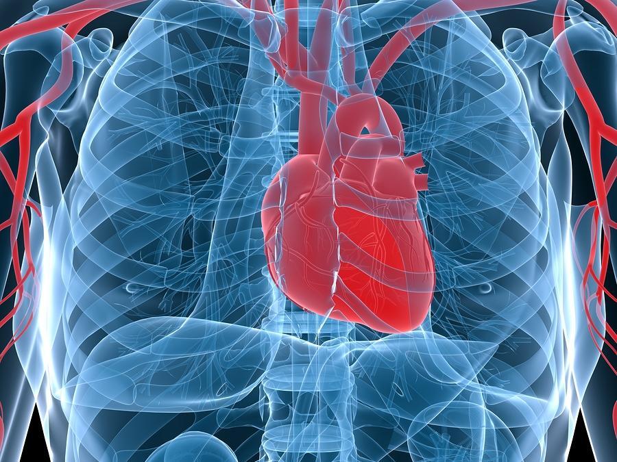 Recognizing the Signs of a Heart Attack in Aging Adults